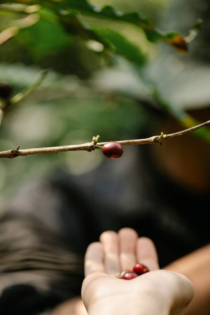 Crop anonymous gardener holding red ripe coffee berries in hand near green tree in farm on sunny day