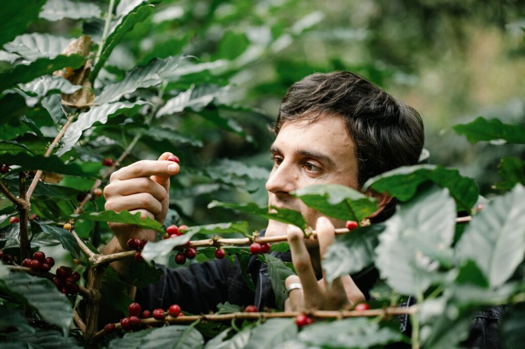 Concentrated adult male farmer harvesting red ripe coffee berries attentively in lush green garden on sunny day