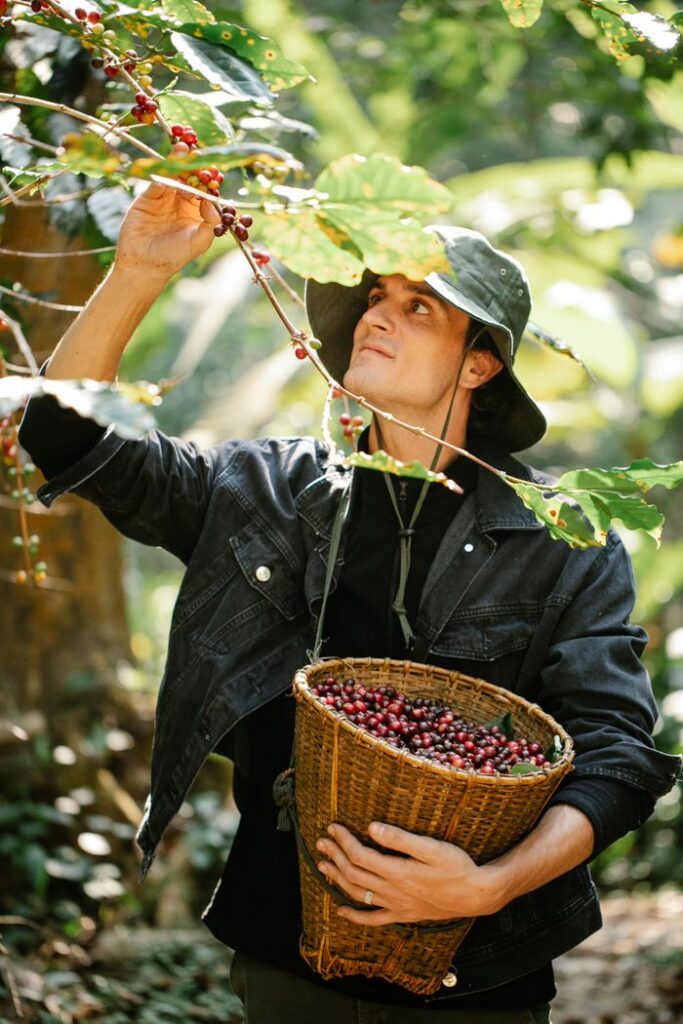 Concentrated young male farmer in casual clothes and hat collecting coffee beans from tree branches into wicker basket on sunny day in garden