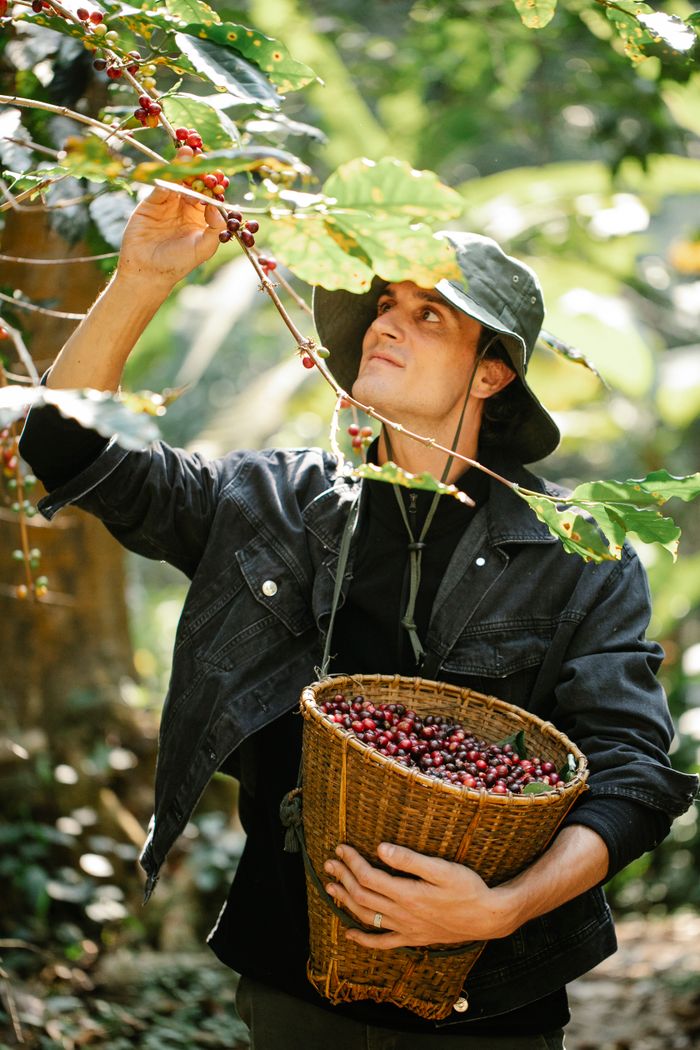 The Art of Drawing Readers In: Your attractive post title goes here Concentrated young male farmer in casual clothes and hat collecting coffee beans from tree branches into wicker basket on sunny day in garden